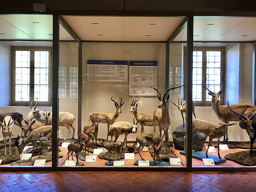 Mammals Gallery - Natural History Museum of Pisa University