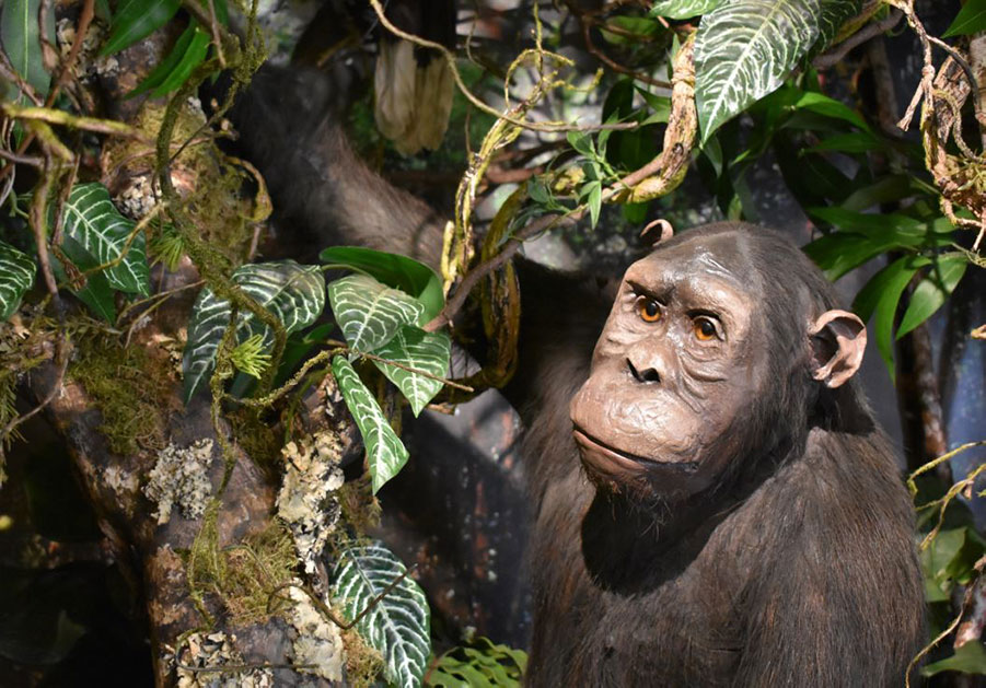 Primates Gallery - Natural History Museum of Pisa University